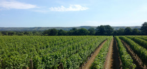 Ridgeview South Downs